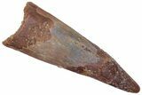 Fossil Pterosaur (Siroccopteryx) Tooth - Morocco #216985-1